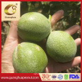 High Light Kernel Yield Walnut 185 Xin Jiang Origin